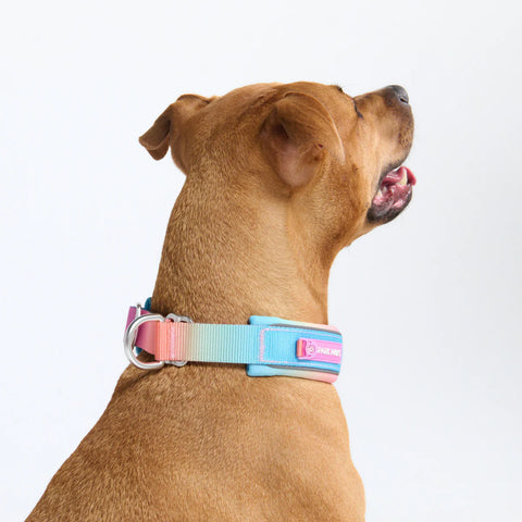 Cushioned Martingale Collars