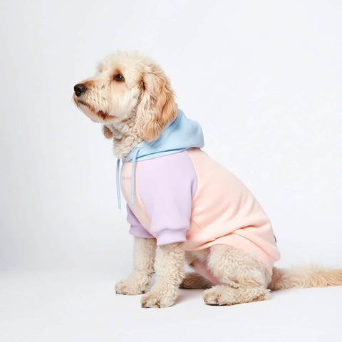 Cotton Candy Dog Hoodie