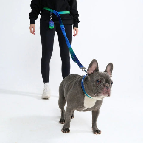 Multipurpose Seatbelt Handsfree Leash & Poop Bag Holder Set - Lime Wave