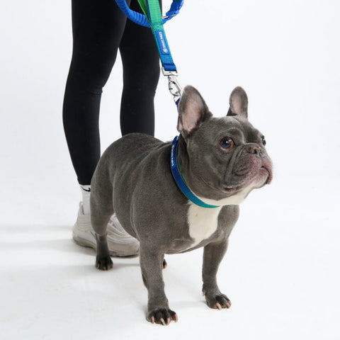 Multipurpose Seatbelt Handsfree Leash & Poop Bag Holder Set