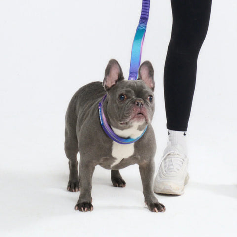 Cushioned Martingale Collars