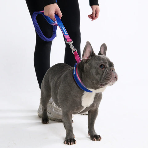 Cushioned Martingale Collars