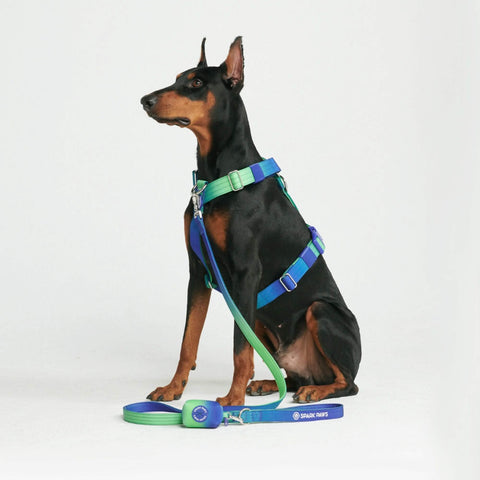 Leash and Poop Bag Holder Set - Lime Wave