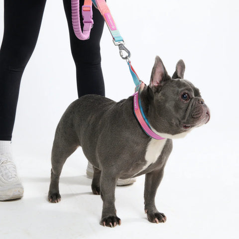 Cushioned Martingale Collars