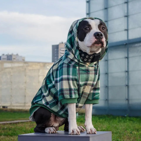Green Plaid Dog Hoodie