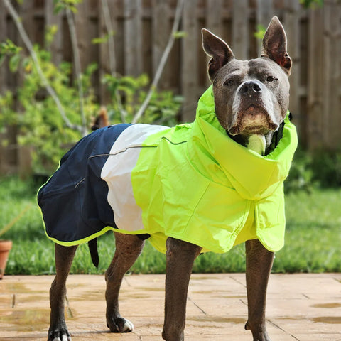 Breatheshield™ Dog Raincoat  - Lime White Navy