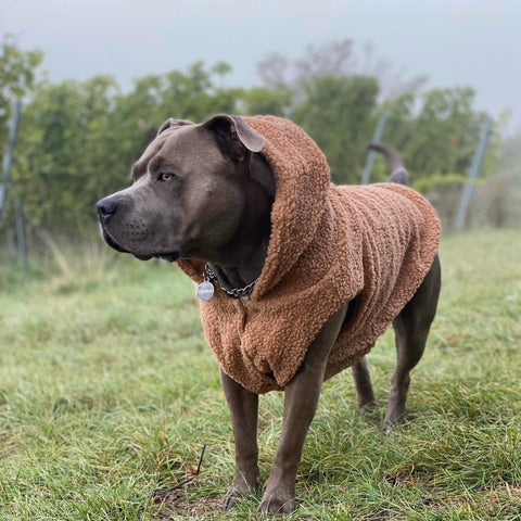 Teddy Sherpa Dog Jackets