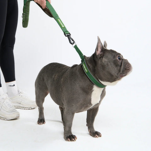 Cushioned Martingale Collar - Army Green