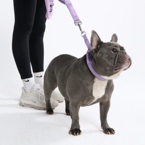 Cushioned Martingale Collars