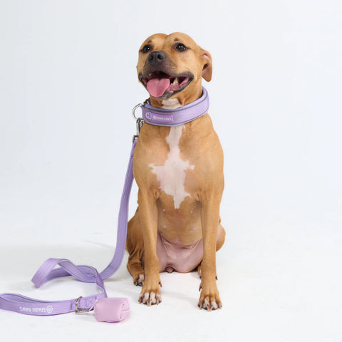 Cushioned Martingale Collar - Lilac