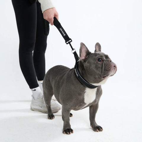 Multipurpose Seatbelt Handsfree Leash & Poop Bag Holder Set