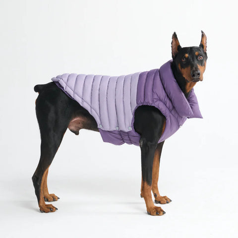 PuffShield Winter Jacket -  Purple