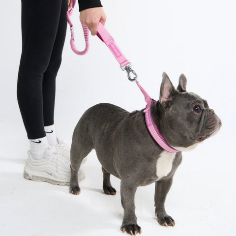 Multipurpose Seatbelt Handsfree Leash & Poop Bag Holder Set