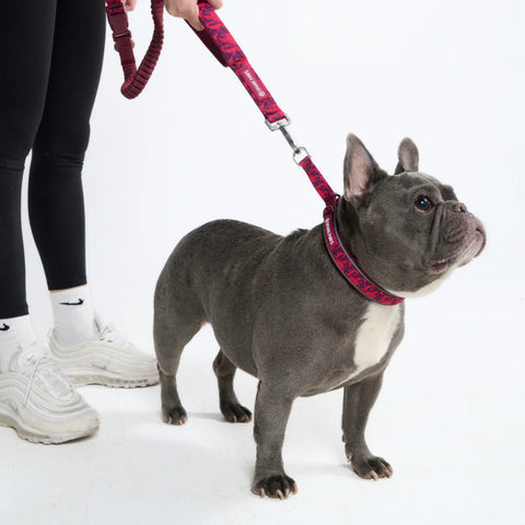 Multipurpose Seatbelt Handsfree Leash & Poop Bag Holder Set