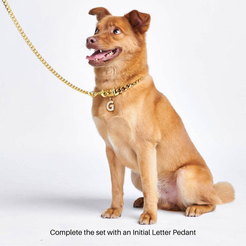 Cuban Link Chain Dog Collar - Gold